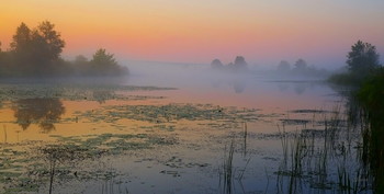 Ещё всё спит. / Середина лета. Утренний туман на озере Сосновое, юго-восток Московской области.