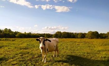 Неожиданная встреча / Паслась корова целый день,
Одна паслась, без стада.
Она считала, что в еде
Компании не надо!