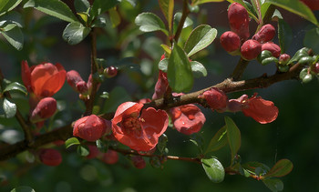 Цветущая айва / ...