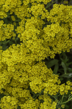  / This clump of flowers is called Basket of Gold and flowers in the spring