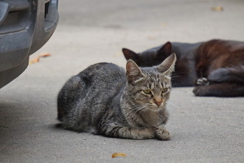 Улица / Serednikivo-manor park, Moscow region, Russia