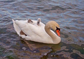 Нежный возраст / Птенцы в возрасте до 10 дней часто отдыхают на спине у плавающих родителей под их слегка приподнятыми крыльями.
Лебедь-шипун