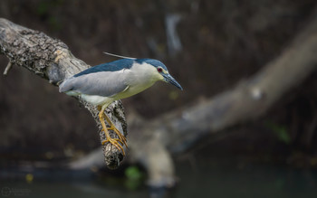 Кваква... / Обыкновенная кваква (Nycticorax nycticorax). Серию с ней можно увидеть здесь https://35photo.pro/photo_4622083/