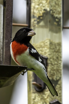  / This Rose-breasted Grosbeak looked absolutely stunning