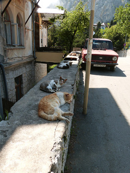 Где-то птицы поют в тишине / ***