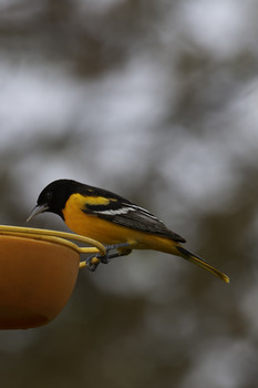 &nbsp; / This male Baltimore Oriole and its mate enjoyed this yard
