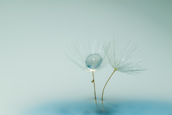 &nbsp; / 1st attempt at a dandelion seed macro shot.