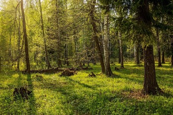 Весенний лес / Татарстан,Зеленодольский р-он