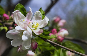 &quot;Яблони цветы,весны творение...&quot; / Цветение(Oreston 50/1.8)