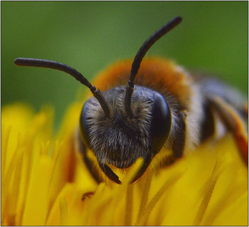 Пасмурный день. / В пасмурный день насекомые менее подвижны и это дает возможность выбирать различные точки съемки.