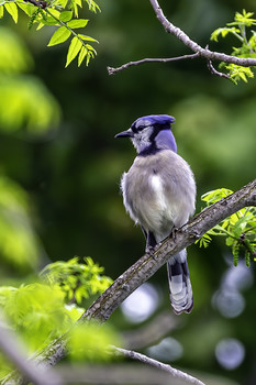 &nbsp; / This beautiful Blue Jay was hanging around all day