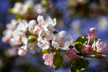 Яблони в цвету / Яблони в цвету
Canon 5 D Mark II + Pancolar Carl Zeiss 50 1.8
Глубокое Беларусь