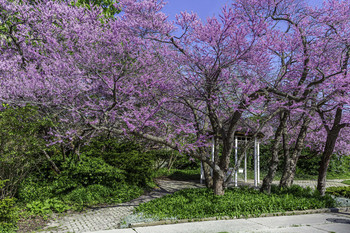 &nbsp; / This small park was beautiful with the cherry blossoms out full