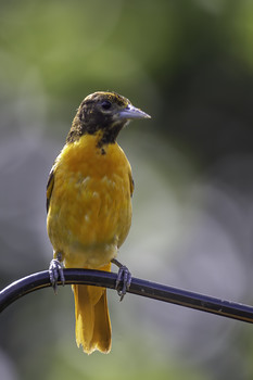 &nbsp; / This juvenile Oriole hasn't got its full color as this take two years