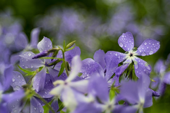 Весенние цветы / После дождя (флокс растопыренный) Trioplan50+макрокольцо