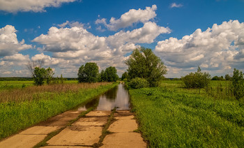 После июньских дождей / 06.06. 2020. Дальний восток Московской области...