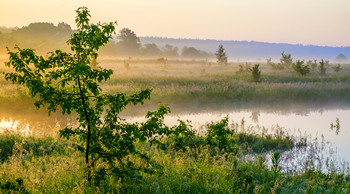 Сегодня утром. / Летний пейзаж у озера Сосновое. После продолжительный дождей уровень воды сильно поднялся и вода вышла на поля.