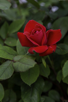 &nbsp; / This beautiful red rose was a stand out in this garden