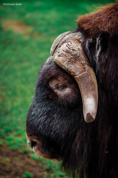 овцебык / овцебык