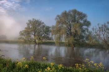 В потоке / Наводнение на Протве после дождей залило прибрежные деревья, кое-где выплеснувшись на равнину.