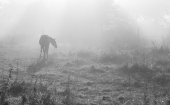 Заблудилась / лошадка в тумане