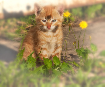 &nbsp; / Котенок