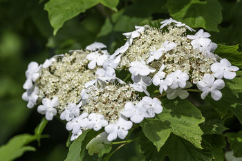 &nbsp; / These interesting white blooms were on a small tree in a natural park