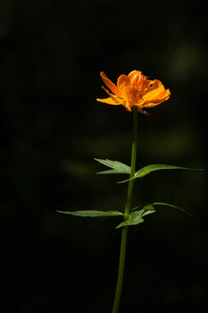 Купальница сибирская / Красноярский край г.Железногорск