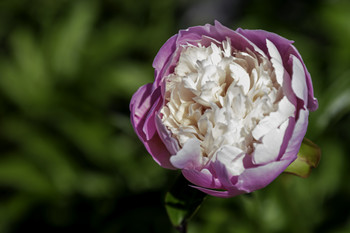 &nbsp; / This pretty pink and white Peony was blooming in my garden