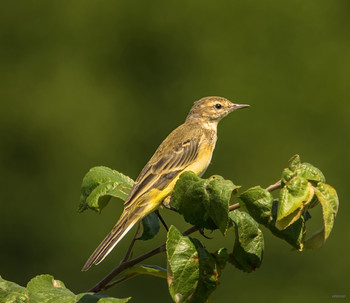 &nbsp; / Жёлтая трясогузка (Motacilla flava)