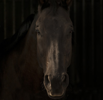 Портрет лошади / Лошадь выглядывает из окна конюшни. Окно естественно в кадр не попало