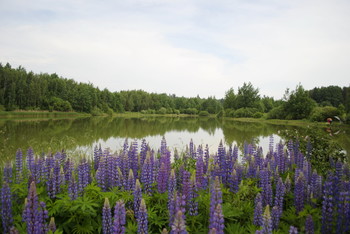 &nbsp; / Какое лето без люпинов?