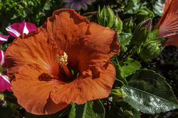 &nbsp; / This beautiful red Hibiscus bloom is an absolute beauty