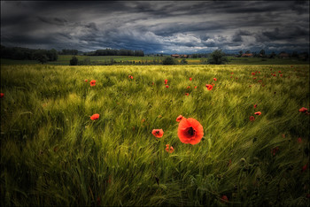   / Feld Mohn