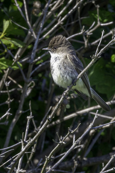 &nbsp; / This little bird is called the Eastern Phoebe and seems to be in the flycatcher family