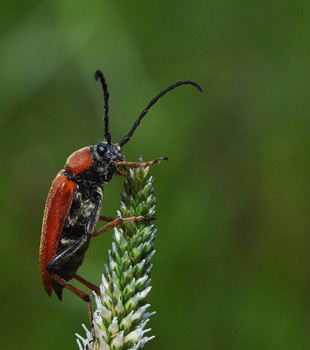 Выше только солнце. / Усач красный - Leptura rubra