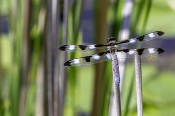 &nbsp; / This black and white striped dragonfly was enjoying the ponds with its friends