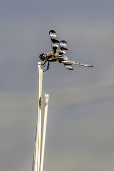 &nbsp; / This is another Black and White striped Dragonfly