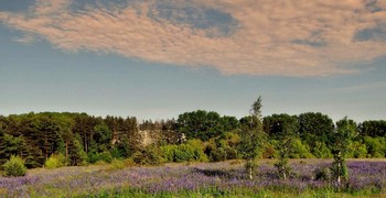 Цветущий июнь / Цветущий июнь