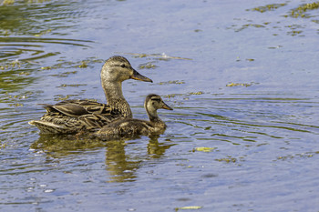 &nbsp; / This Mallard with its chick was hanging around in this wetlands pond