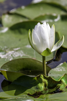 &nbsp; / Ths beautiful water lily was enjoying a day in the sun