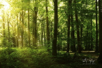 &nbsp; / Das Licht im Wald ist sehr bezaubernd!