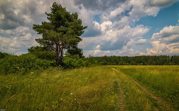 Выбор сделан ... / 27.06.2020 . Дальний восток Московской области :)