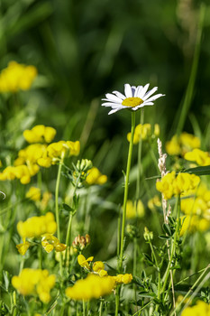 &nbsp; / This one white daisy in a sea of yellow sure looks stunning