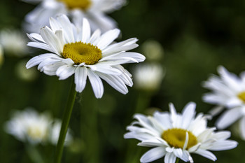 &nbsp; / The bloom on these Shasta Daisies made foe a pretty picture