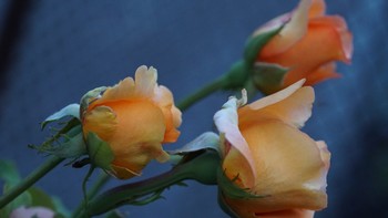 **Розы в сумерках* / Розы-цветы совершенства,привлекающие своей красотой и ароматом,который особенно силён в сумерках