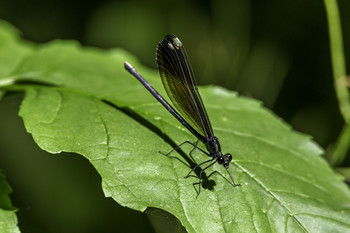&nbsp; / This pretty little Ebony Damselfly was making its rounds from leaf to leaf