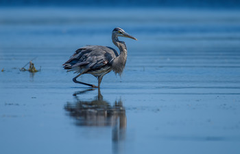 Great blue heron / Большая голубая цапля (лат. Ardea herodias) — крупная птица семейства цаплевых, распространённая в Новом Свете. Имеет близкое родство с европейской серой цаплей