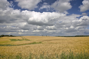 / Ein Gerstenfeld mit starken Wolken.
