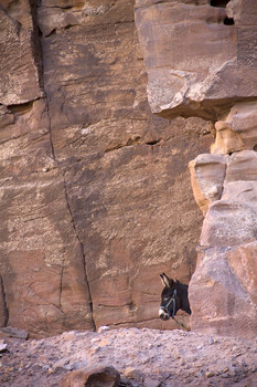 Петра и ее обитатели-3 / ...